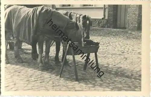 Landwirtschaft - Foto-AK 40er Jahre