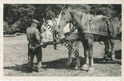 Landwirtschaft - Foto-AK 40er Jahre