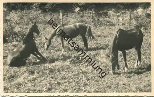 Pferd - Foto-AK 40er Jahre
