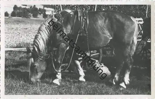Pferd - Foto-AK 40er Jahre