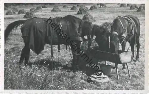 Pferd - Foto-AK 40er Jahre