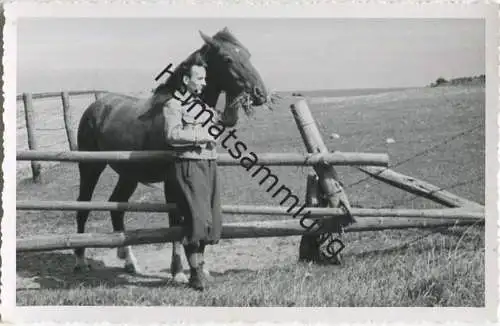 Pferd - Foto-AK 40er Jahre