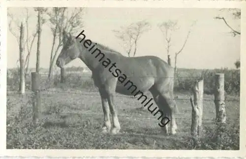 Pferd - Foto-AK 40er Jahre