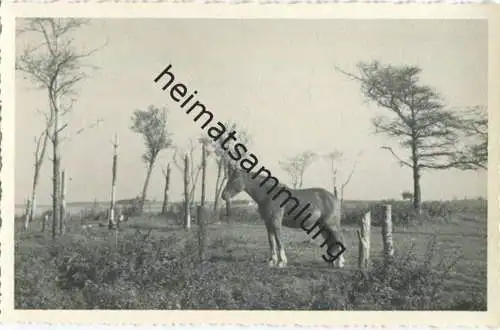 Pferd - Foto-AK 40er Jahre