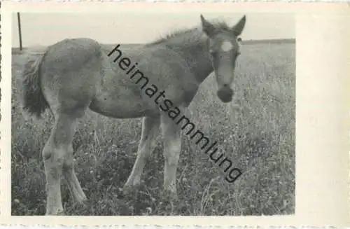 Pferd - Fohlen - Foto-AK 40er Jahre