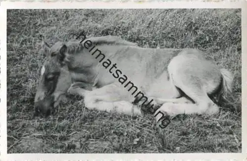 Pferd - Fohlen - Foto-AK 40er Jahre