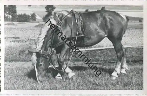 Pferd - Foto-AK 40er Jahre