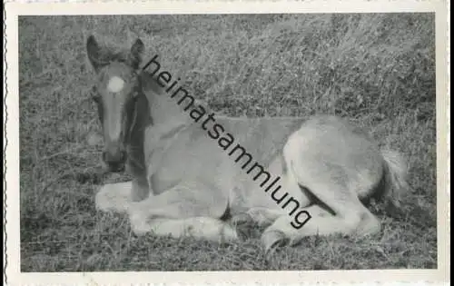 Pferd - Fohlen - Foto-AK 40er Jahre