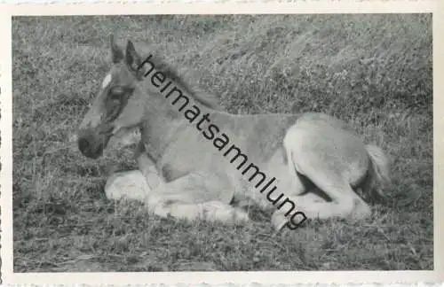 Pferd - Fohlen - Foto-AK 40er Jahre