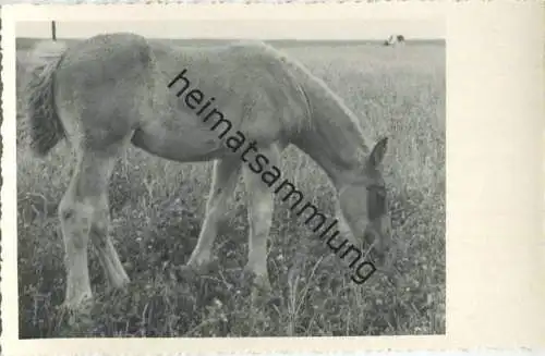 Pferd - Fohlen - Foto-AK 40er Jahre