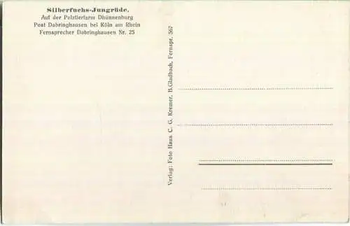 Silberfuchs - Jungrüde - Pelztierfarm Dhünnenburg Dabringhausen bei Köln - Verlag C. G. Kremer B. Gladbach