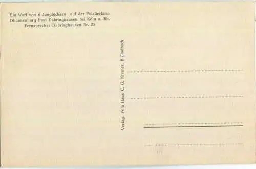 sechs Jungfüchse - Pelztierfarm Dhünnenburg Dabringhausen bei Köln - Verlag C. G. Kremer B. Gladbach