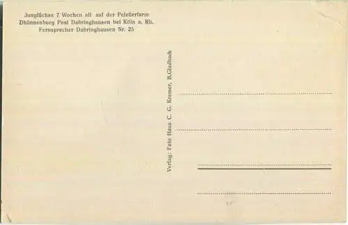 Jungfüchse 7 Wochen alt - Pelztierfarm Dhünnenburg Dabringhausen bei Köln - Verlag C. G. Kremer B. Gladbach