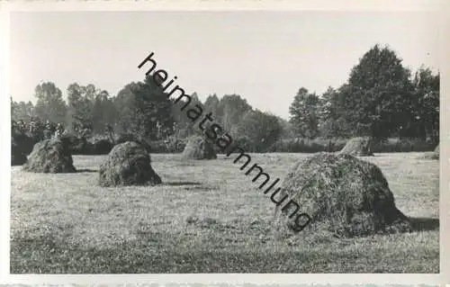 Bei Zühlsdorf - Heuernte - Foto-AK 40er Jahre