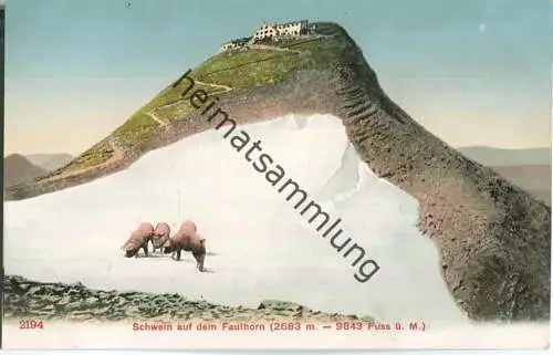 Schweine auf dem Faulhorn ca. 1905