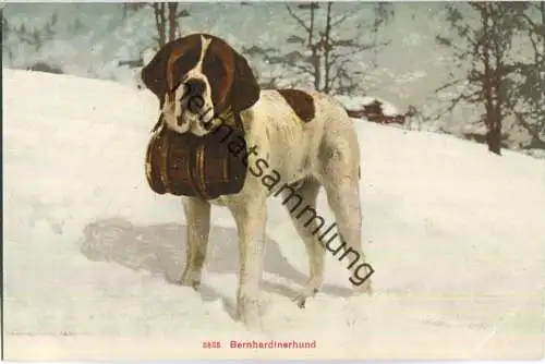 Bernhardinerhund - Edition Photoglob Co. Zürich ca. 1905