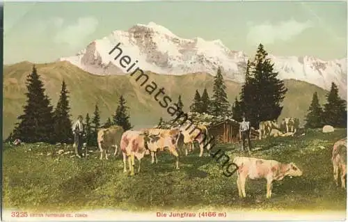 Auf der Alp - Blick zur Jungfrau - Edition Photoglob Co. Zürich