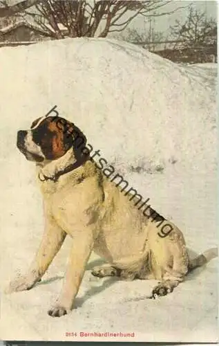 Bernhardinerhund - Edition Photoglob Co. Zürich ca. 1905