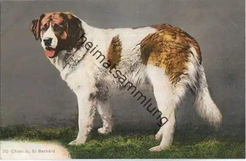 Chien du St. Bernard - Edition Phototypie Co. Neuchatel ca. 1905