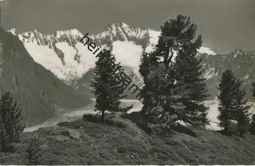 Aletschwald am Grossen Aletschgletscher - Foto-AK - Verlag Gyger & Klopfenstein Adelboden gel. 1958
