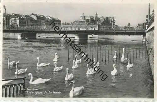 Genf Geneve - Les eygnes de la Rande - Foto-AK - Edition Ayer Geneve gel. 1943