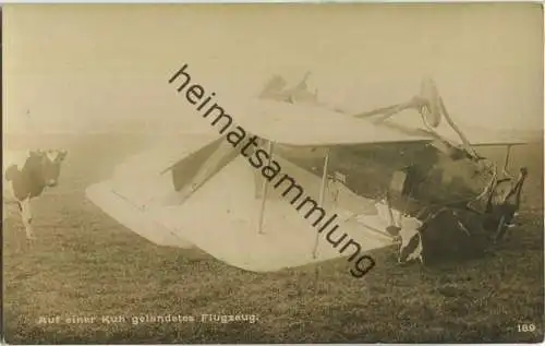 Flugzeug auf einer Kuh gelandet - Foto-Ansichtskarte ca. 1915