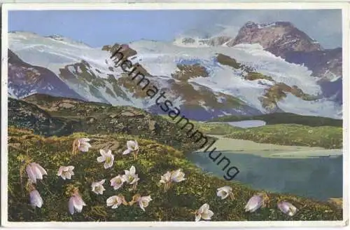 Engadin - Bernina Pass - Frühlingskuhschelle