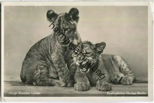 Berlin - Junge Abessin. Löwen - Foto-Ansichtskarte - Verlag des Aktien-Vereins des Zoologischen Gartens zu Berlin