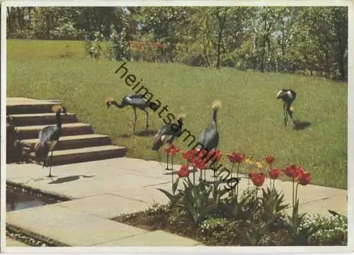 Stuttgart - Reichsgartenschau 1939 - Kronenkraniche