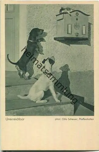 Hunde - Briefkasten - Katze - Unerreichbar - Photo Otto Scheuer Pfaffenhofen 30er Jahre
