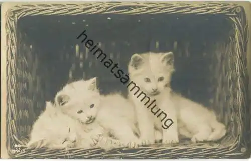 Drei Katzenkinder im Wäschekorb - Foto-Ansichtskarte