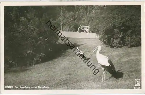 Berlin-Kreuzberg - Der Kreuzberg - Im Tiergehege - Storch - Verlag Klinke & Co. Berlin Foto-Ansichtskarte 50er Jahre