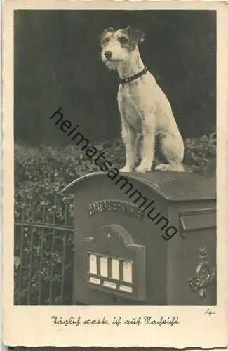 Hund auf dem Briefkasten - täglich warte ich auf Nachricht - Gunkel-Foto-Karte
