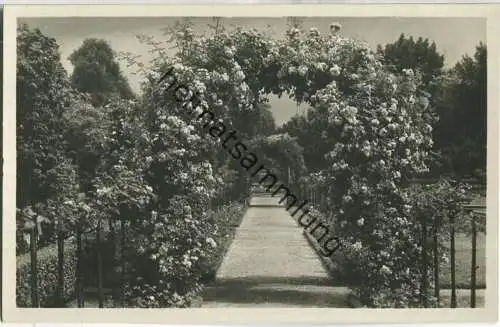 Karlsruhe - Stadtgarten - Rosengarten - Foto-Ansichtskarte - Verlag J. Velten Karlsruhe 1930 - Aufnahme Rolf Kellner