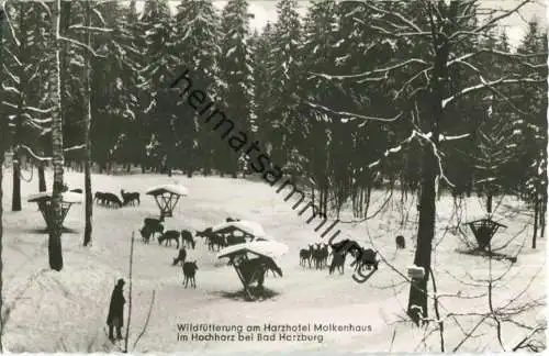 Bad Harzburg - Harzhotel Molkenhaus - Wildfütterung - Verlag Carl Friedrich Fangmeier Bad Harzburg