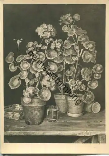 HDK441 - Geranien - Robert Knaus - Verlag Photo-Hoffmann München