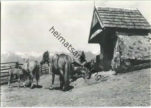 Hafling - Pferde - Gasthof Alpenrose Falzleben - Foto-AK Grossformat - Verlag Ghedina Cortina