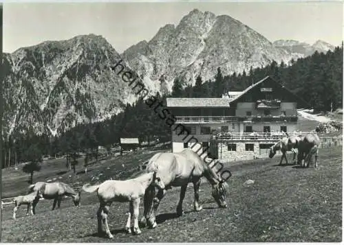 Hafling - Pferde - Gasthof Alpenrose Falzleben - Foto-AK Grossformat - Verlag Ghedina Cortina