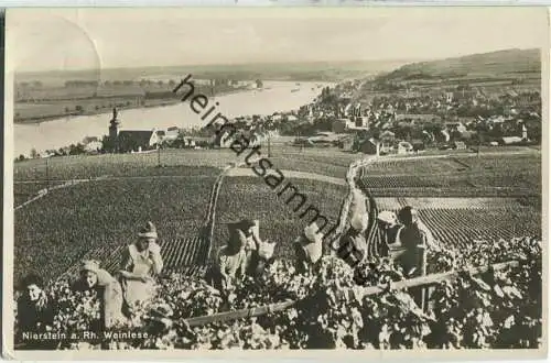 Nierstein - Weinlese - Foto-Ansichtskarte - Verlag Karl Herting Nierstein