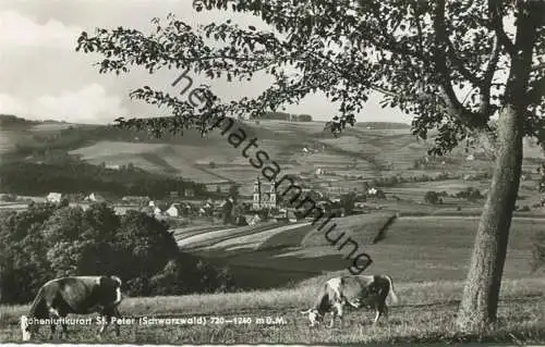 St. Peter - Foto-AK 60er Jahre - Verlag Werner Tuttlingen
