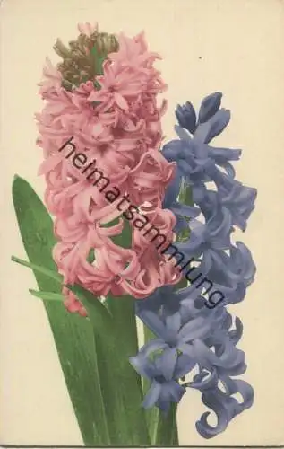 Hyazinthen - Farbenlichtdruck Martin Rommel & Co. Hofkunstanstalt Stuttgart ca. 1900