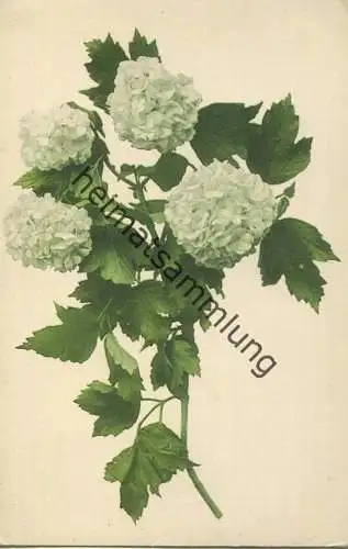 Schneeball - Farbenlichtdruck Martin Rommel & Co. Hofkunstanstalt Stuttgart ca. 1900