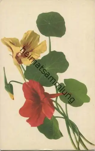 Kapuzinerkresse - Farbenlichtdruck Martin Rommel & Co. Hofkunstanstalt Stuttgart ca. 1900