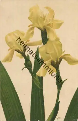 Iris - Farbenlichtdruck Deubner & Scholze Kunstdruckerei Bautzen ca. 1900