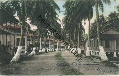 Panama - Cristobal - An Avenue of Palms - Verlag Kraemer Art Co. Cincinatti