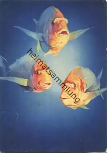 Barsche nach einem Original im Besitz der Firma Curta & Co. GmbH Berlin-Britz