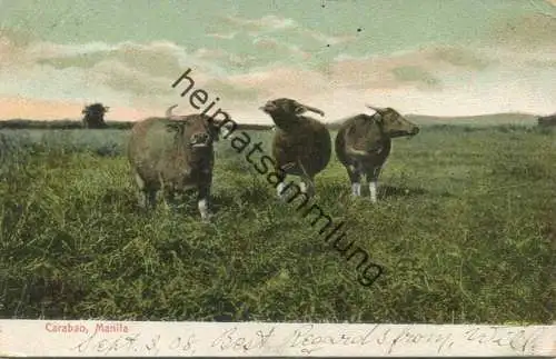 Philippinen - Carabao Manila gel. 1908