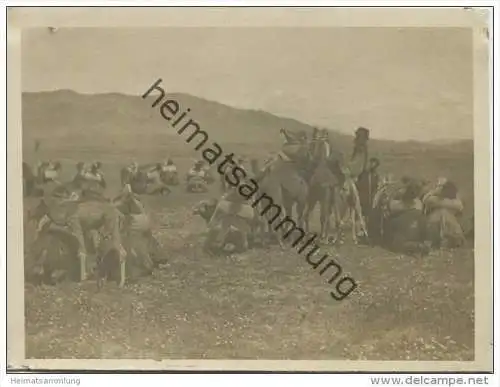 Mazedonien - Kamelkarawane - Foto ca. 1915 Grösse noch 11cm x 8,5cm