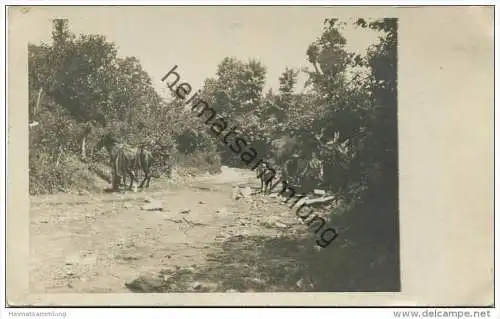 Mazedonien - Militär - Pferde und Muli - Foto-AK ca. 1915