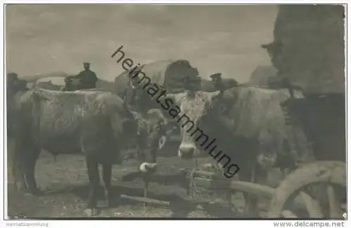 Bulgarischer Zug in Mazedonien - Militär - Ochsenkarren - Foto-AK ca. 1915